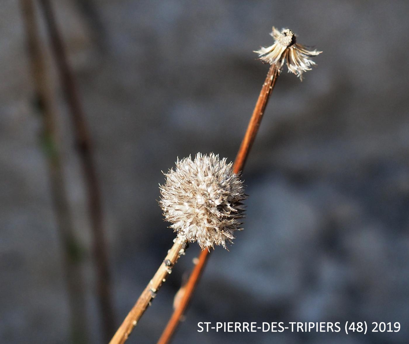 Globularia, Matted fruit